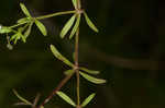 Stiff marsh bedstraw